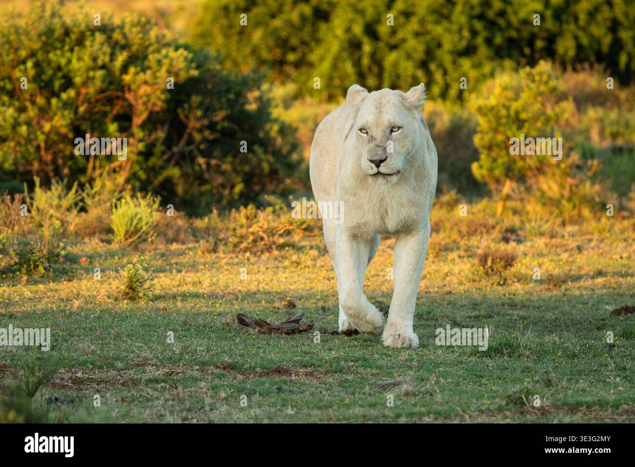 Lion blanc, Panthera leo, Pumba Game Reserve, Afrique du Sud Banque D'Images