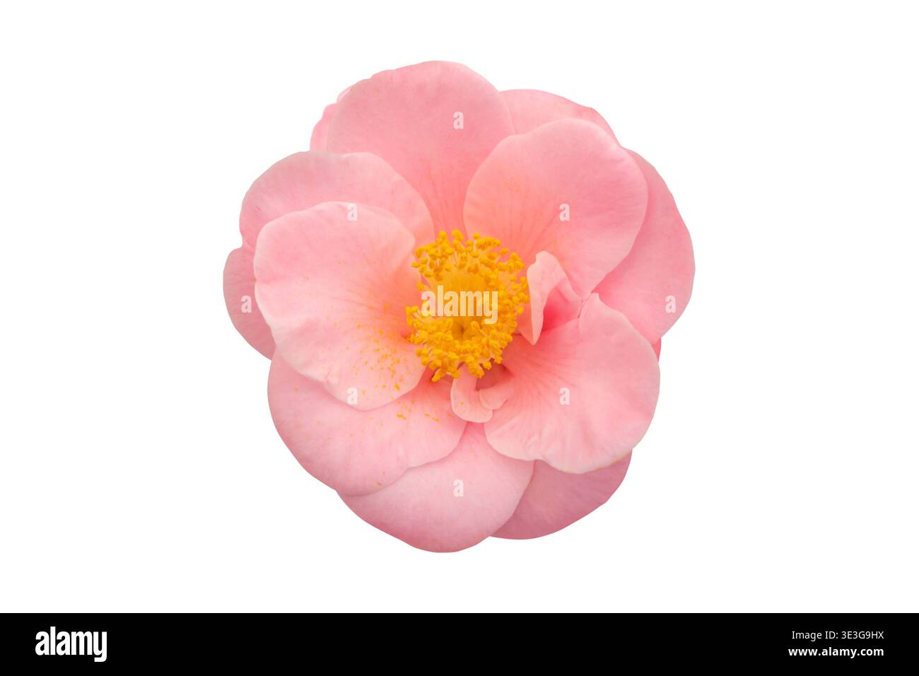 Fleur semi-double camellia japonica rose délicate blush avec étamines jaune vif isolées sur fond blanc. Gros plan botanique élégant Banque D'Images