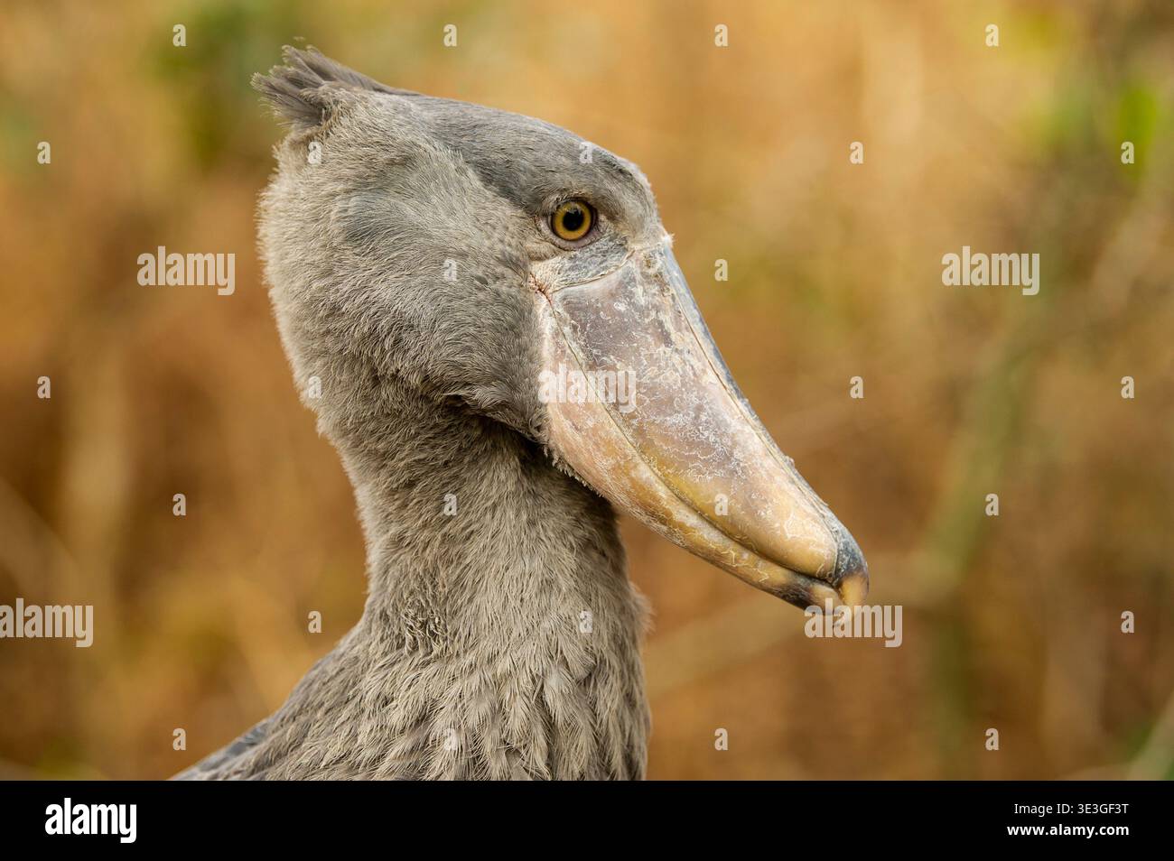 Shoebill, Balaeniceps rex, zones humides de Bangweulu, Zambie Banque D'Images