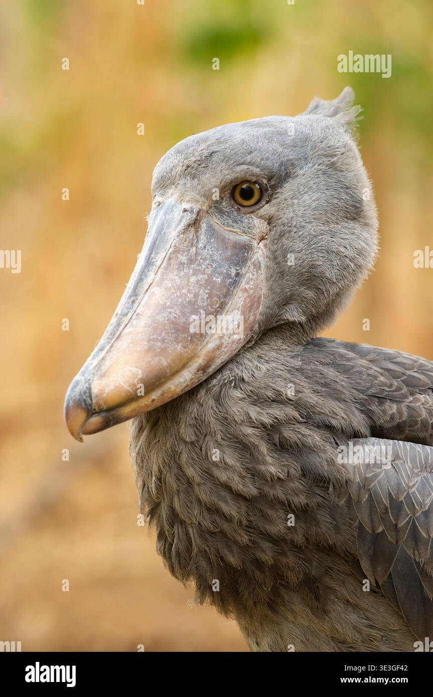 Shoebill, Balaeniceps rex, zones humides de Bangweulu, Zambie Banque D'Images