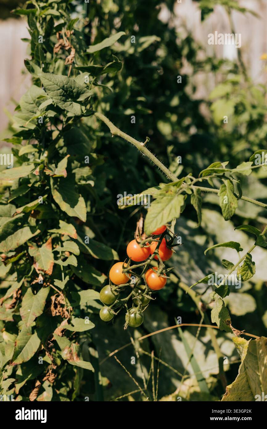 La vigne de tomates à divers stades de maturité pousse dans le jardin Banque D'Images
