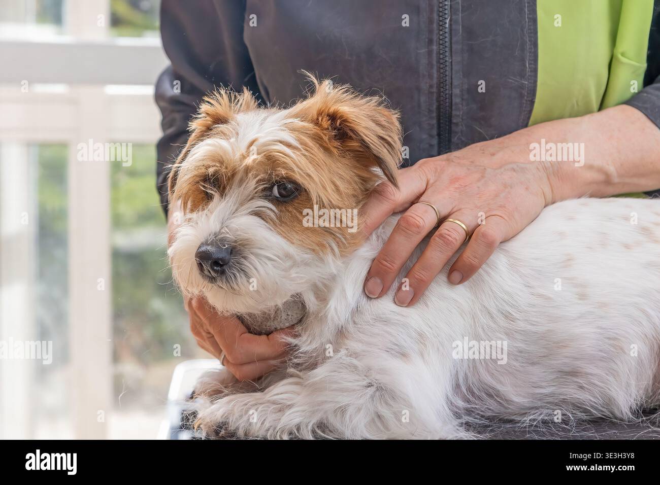 Chien Jack Russell Terrier taillant sur la table de toilettage par toiletteur professionnel. Chien regarde la caméra. Horizontalement. Banque D'Images