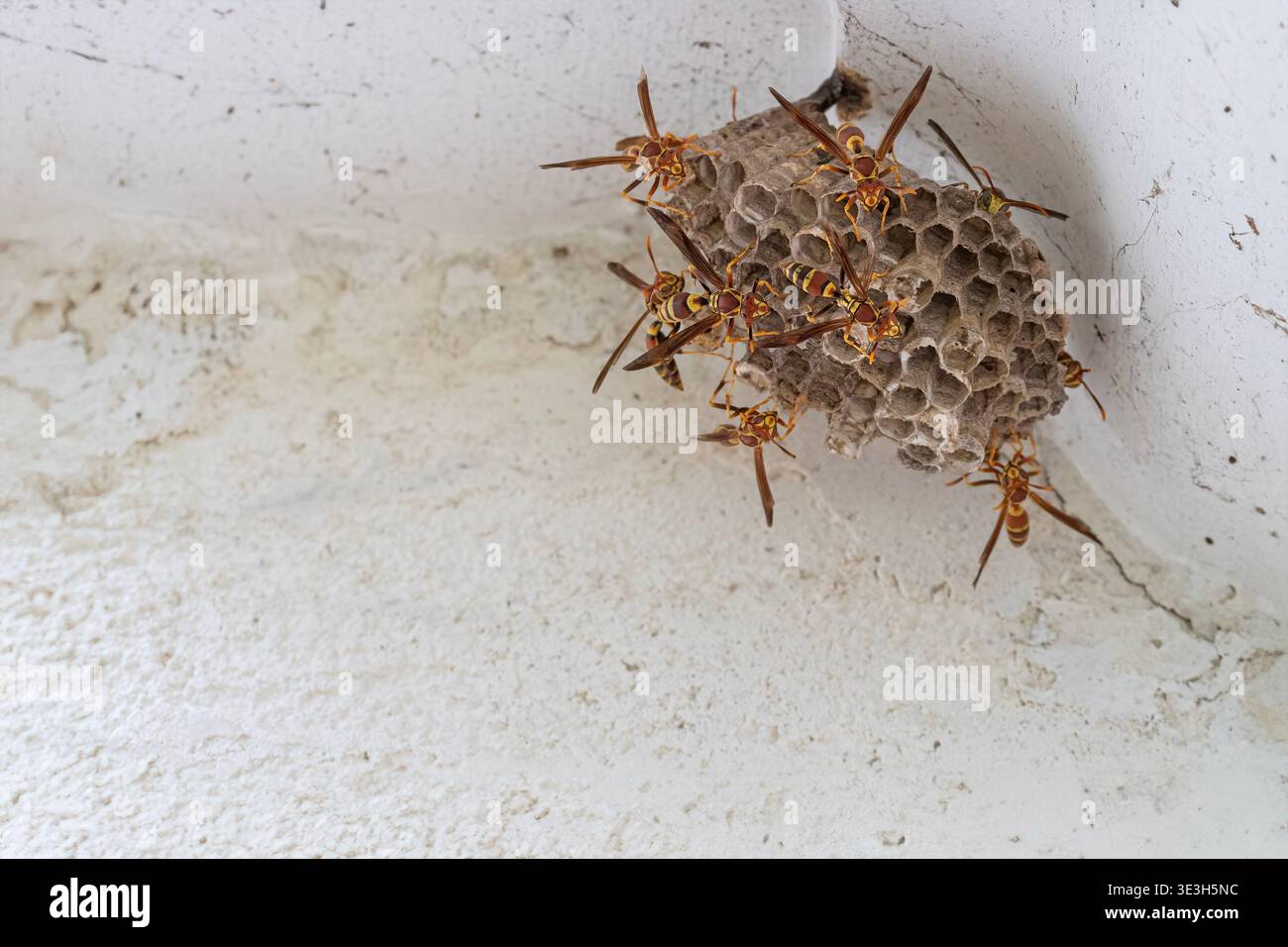 Guinée Paper Wasps construire un nid Banque D'Images