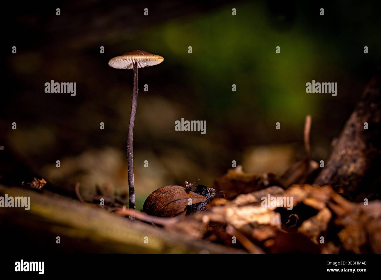 Porteur de spores à pales de crin de cheval (Gymnopus androsaceus) Banque D'Images