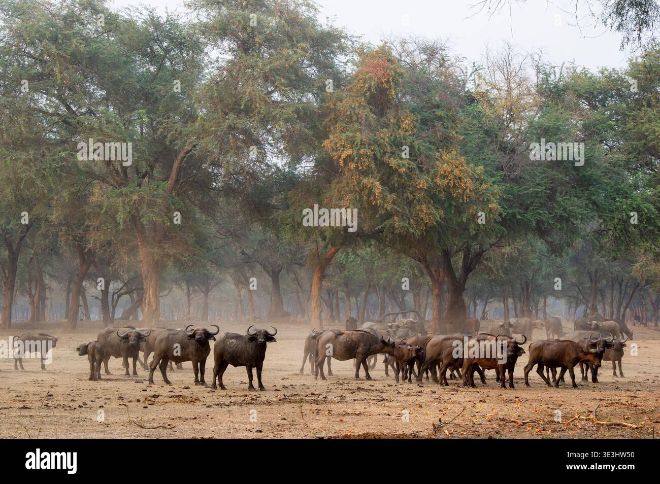 Troupeau de buffles du Cap dans la forêt d'épines hivernales, Syncerus caffer, parc national du Bas-Zambèze, Zambie Banque D'Images