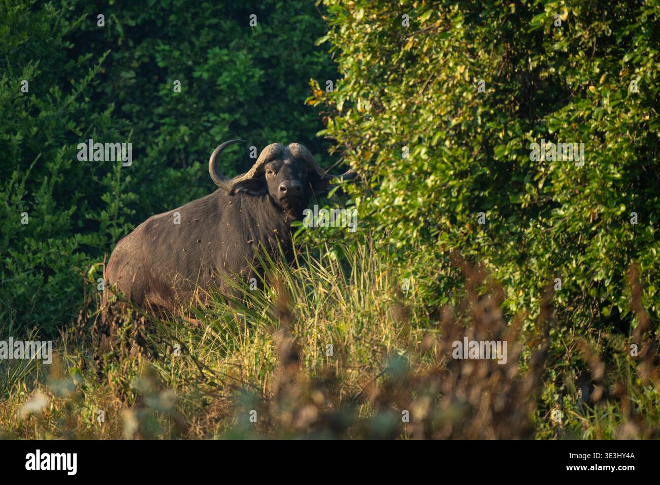 Buffle africain, Syncerus caffer, Parc national de Gonarezhou, Zimbabwe Banque D'Images