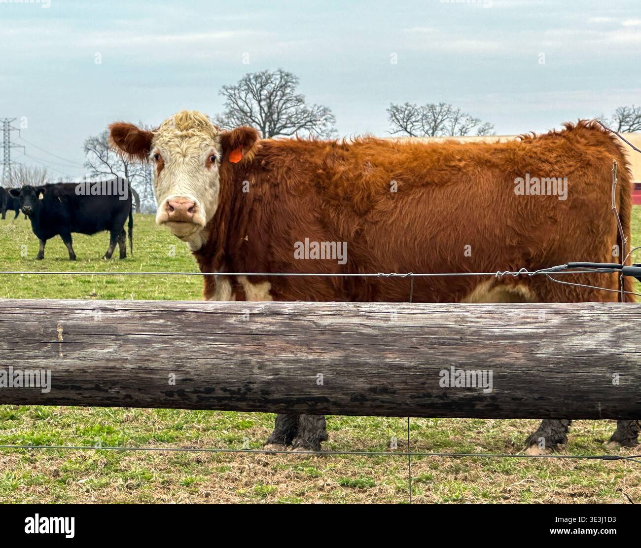 Une vache Hereford dans un pâturage au début du printemps - Image de stock capturée avec un smartphone