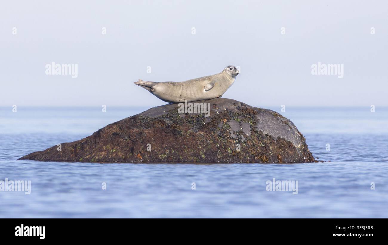Harbor Seal posé sur un rocher entouré d'eau de mer Banque D'Images