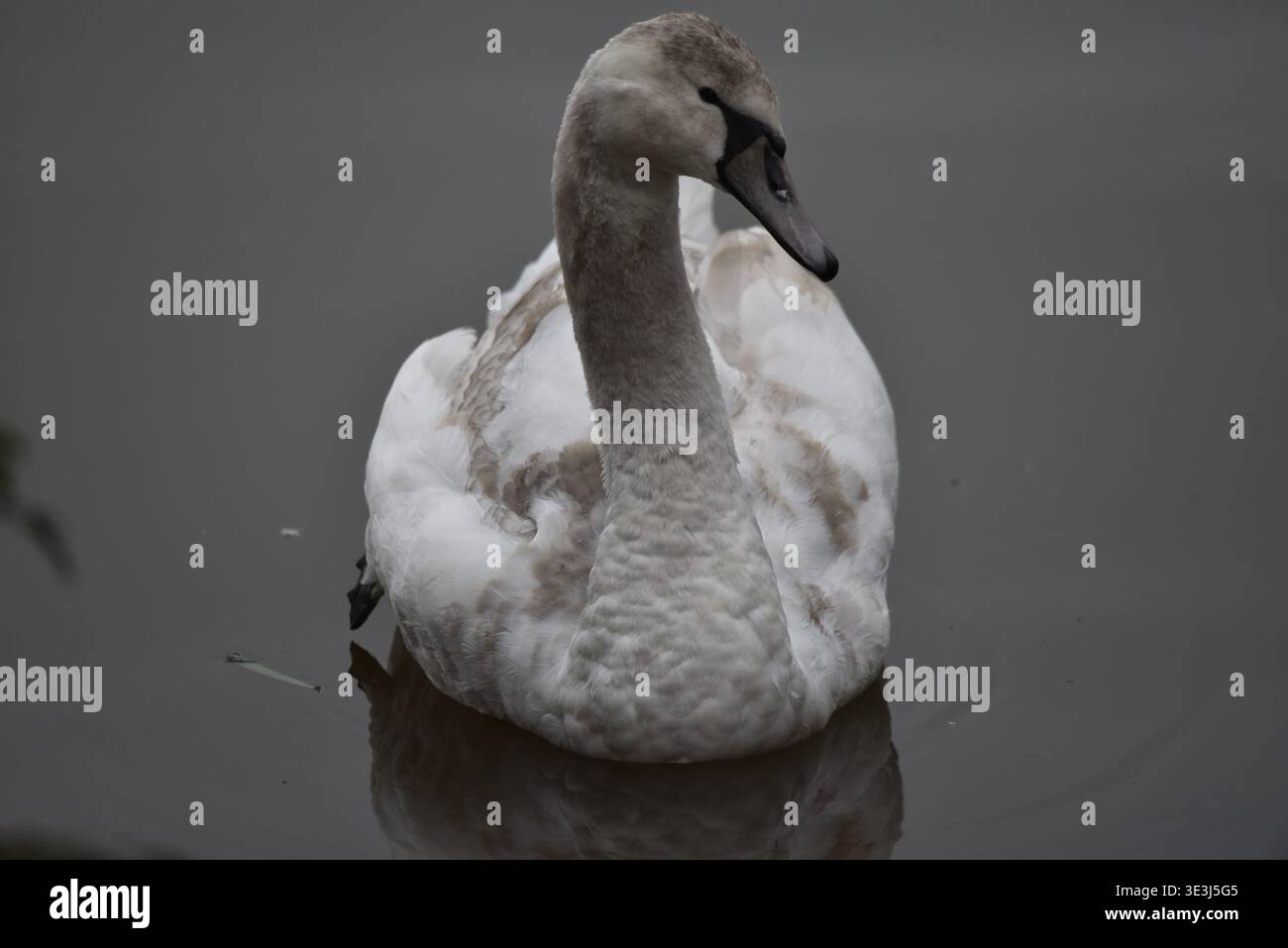 Portrait plein de cadre d'un Cygne muet juvénile (Cygnus olor) nageant vers la caméra avec la tête tournée à droite de l'image, pris dans le Staffordshire, Royaume-Uni Banque D'Images