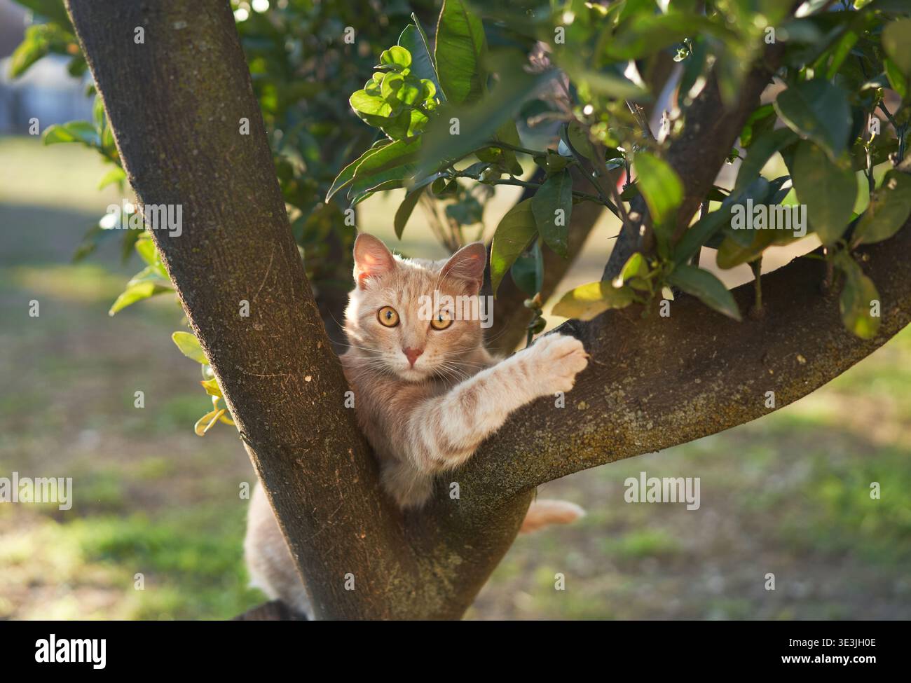 Chat gingembre se trouve sur une branche qui le saisit avec les deux pattes, jetant un coup d'œil entre les feuilles de l'arbre. Scène ludique lumineuse. Banque D'Images