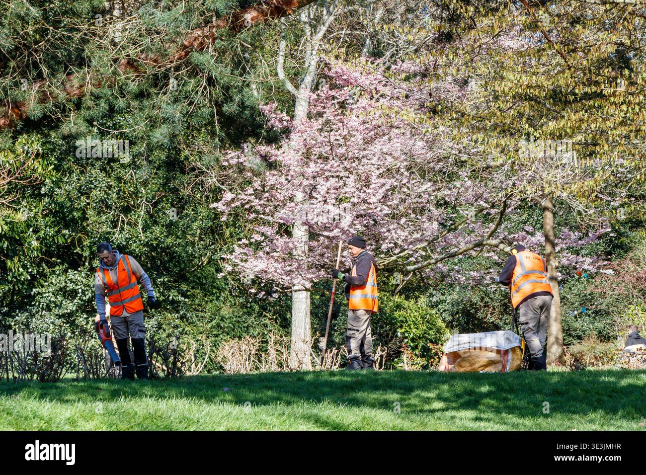 Travailleurs qui s'occupent des arbustes à Waterlow Park, Londres, Royaume-Uni Banque D'Images