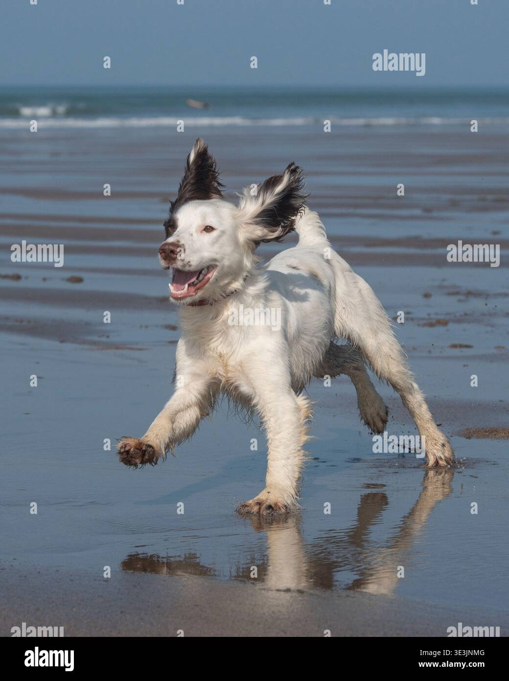 foie et spaniel de pignon blanc jouant sur la plage Banque D'Images
