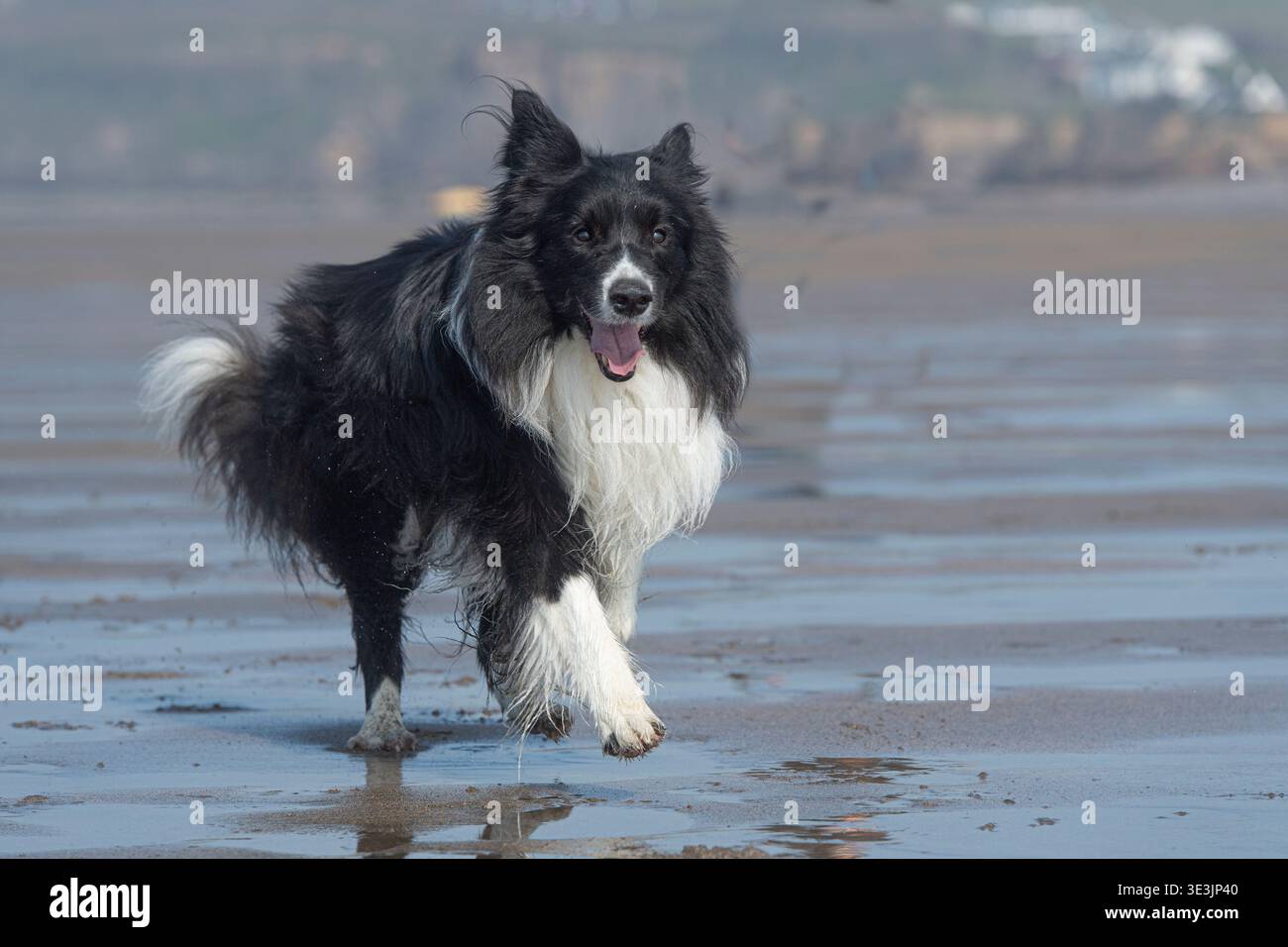 Border Collie en cours d'exécution sur la plage Banque D'Images