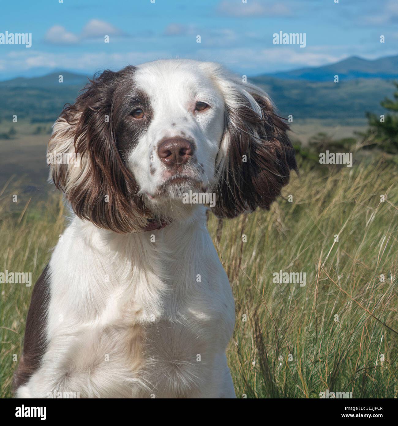 spaniel sprocker dans la campagne Banque D'Images