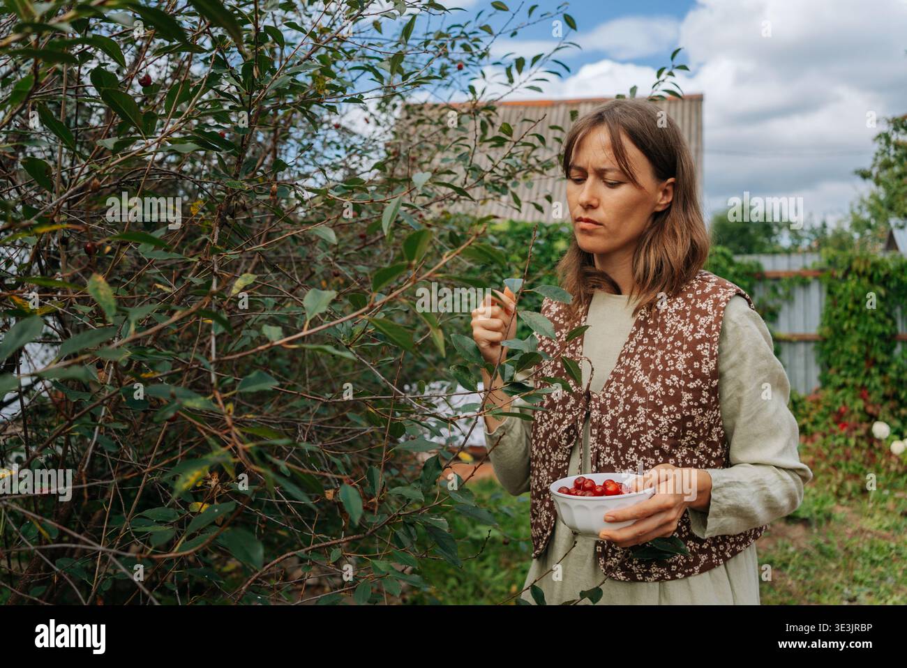 Jeune agricultrice cueillant soigneusement les cerises mûres d'un arbre dans son verger, tenant un bol rempli de fruits fraîchement récoltés, profitant de la générosité de son jardin d'été Banque D'Images