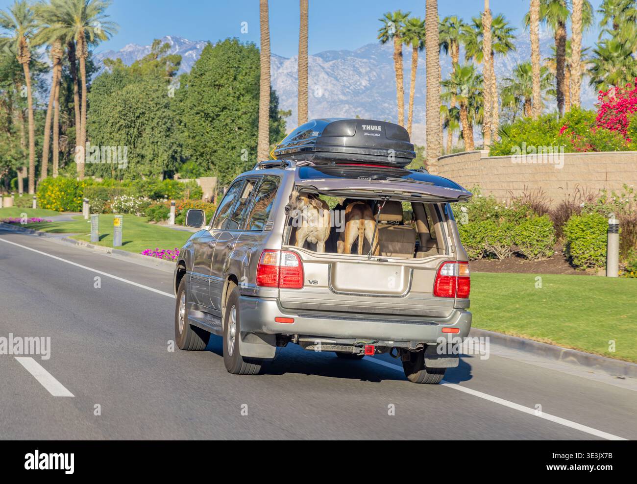 Une paire de mastiffs chevauchant à l'arrière d'un véhicule à Palm Springs Californie Banque D'Images
