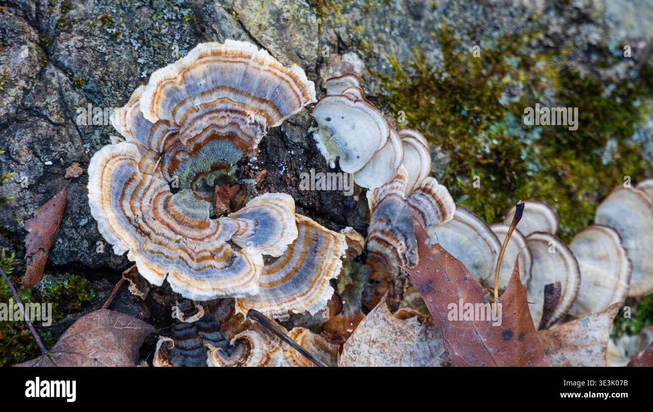 Champignons de queue de dinde (Trametes versicolor) poussant en spirale sur un arbre tombé Banque D'Images