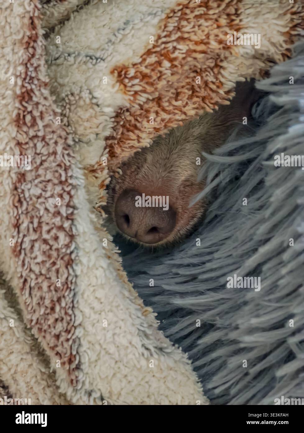 Drôle petit chiot couché dans le lit, jetant un coup d'œil avec le petit nez brun, adorable animal de compagnie gros plan, moment de chien confortable et ludique Banque D'Images