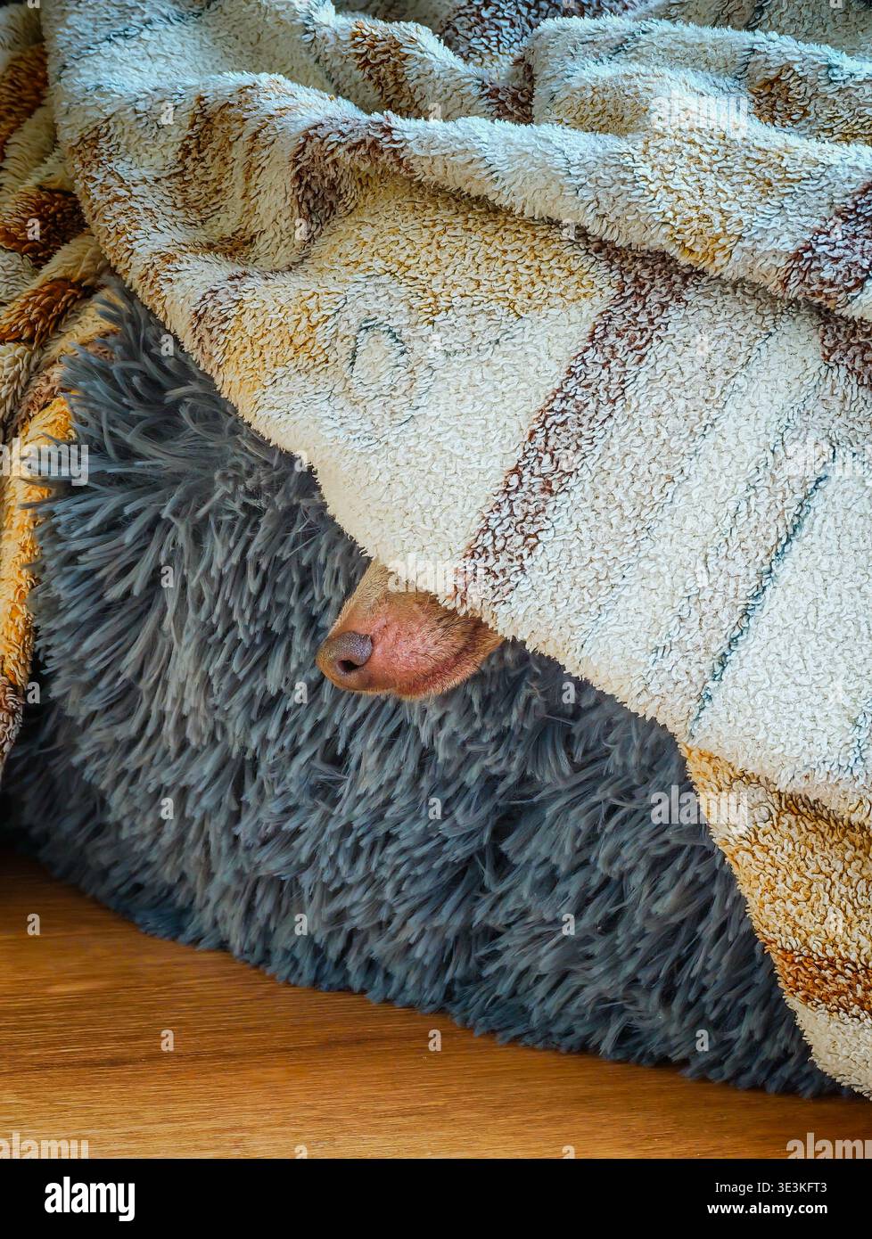 Drôle petit chiot couché dans le lit, jetant un coup d'œil avec le petit nez brun, adorable animal de compagnie gros plan, moment de chien confortable et ludique Banque D'Images