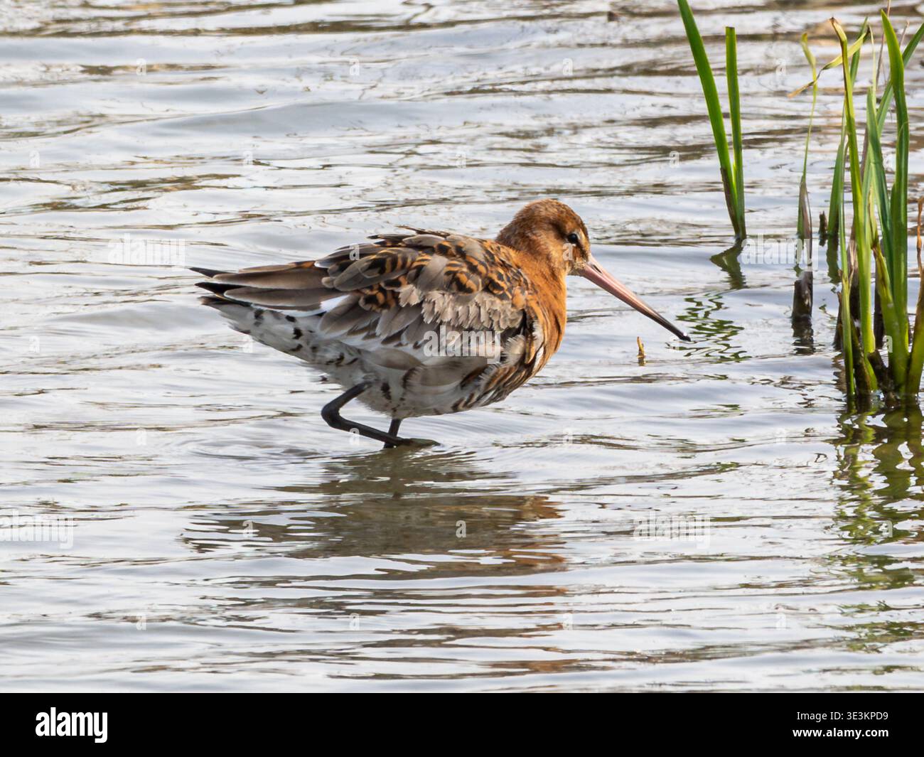 Godwit à queue noire (Limosa limosa) dans le plumage de reproduction estivale avec des poitrines et des ventres brun orangé lumineux, Hampshire, Angleterre, Royaume-Uni Banque D'Images