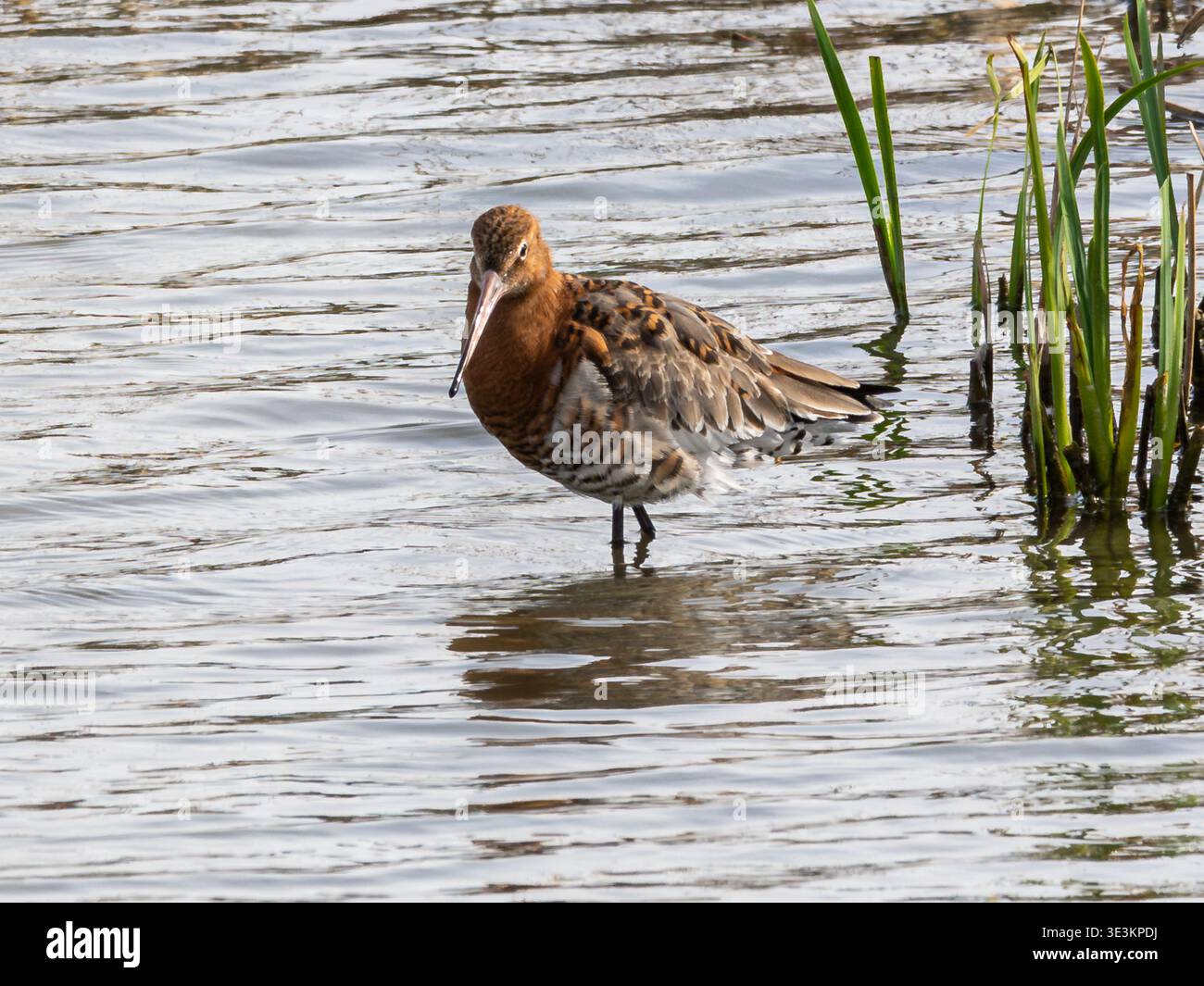 Godwit à queue noire (Limosa limosa) dans le plumage de reproduction estivale avec des poitrines et des ventres brun orangé lumineux, Hampshire, Angleterre, Royaume-Uni Banque D'Images