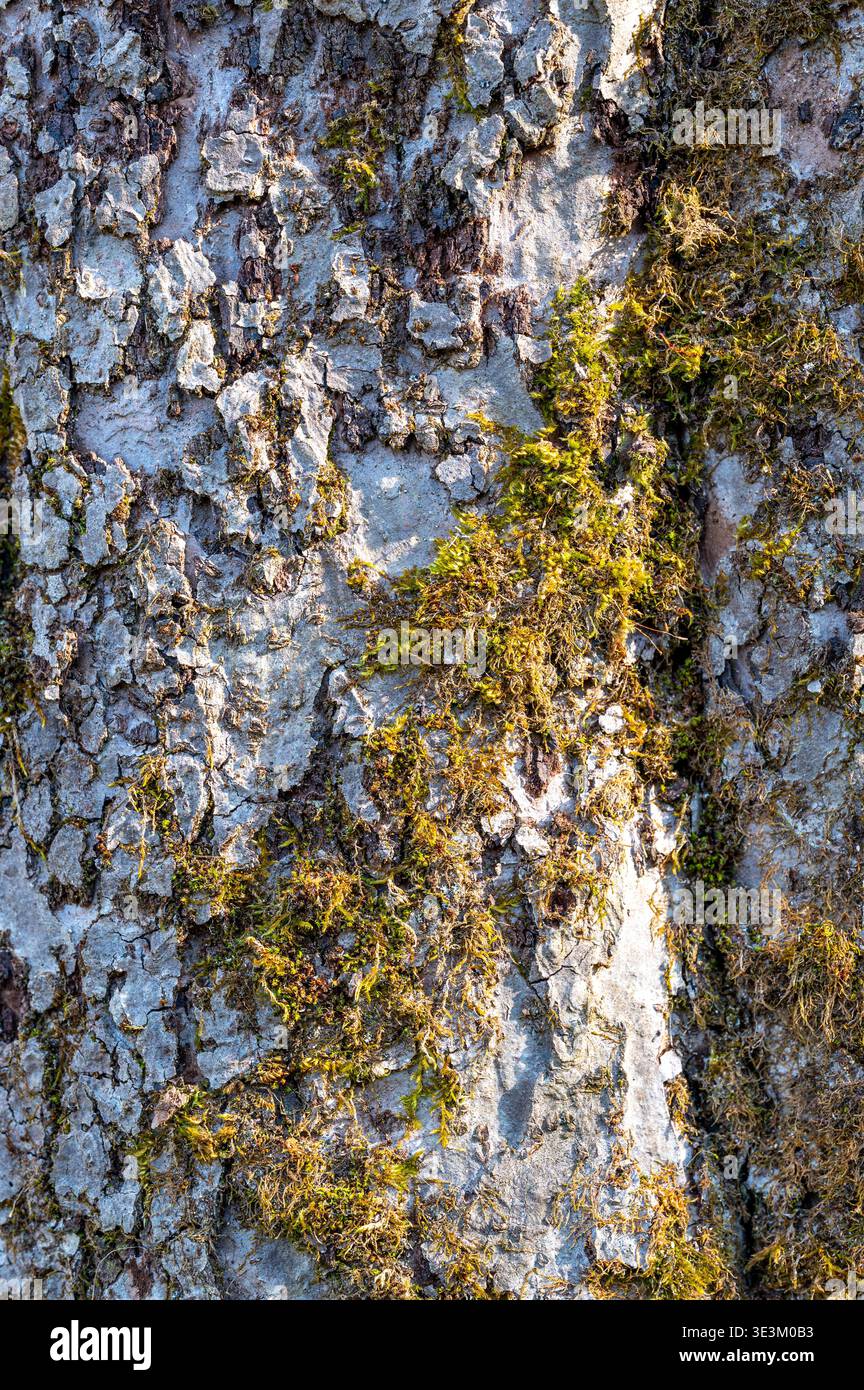 Vieux tronc d'arbre couvert de mousse poussant à partir de fissures dans l'écorce, texture naturelle symbolisant la croissance, le renouvellement et la résilience, fond organique avec de l'ecol Banque D'Images