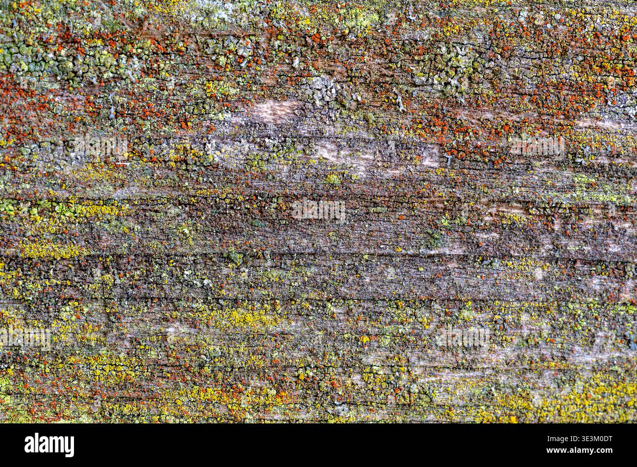 Lichen coloré poussant sur la surface de bois altérée, texture naturelle abstraite avec motif organique, fond écologique symbolisant la biodiversité, sust Banque D'Images