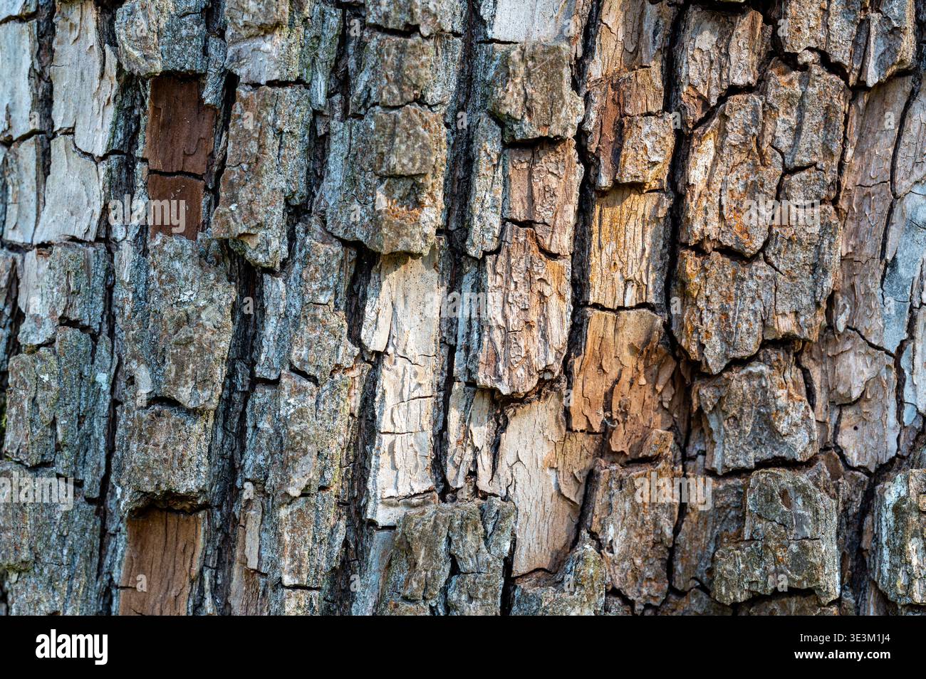 Texture détaillée de l'écorce d'arbre avec motif naturel et tons terreux, fond organique abstrait, symbole de la nature, de la croissance et de la durabilité, rustique sur Banque D'Images
