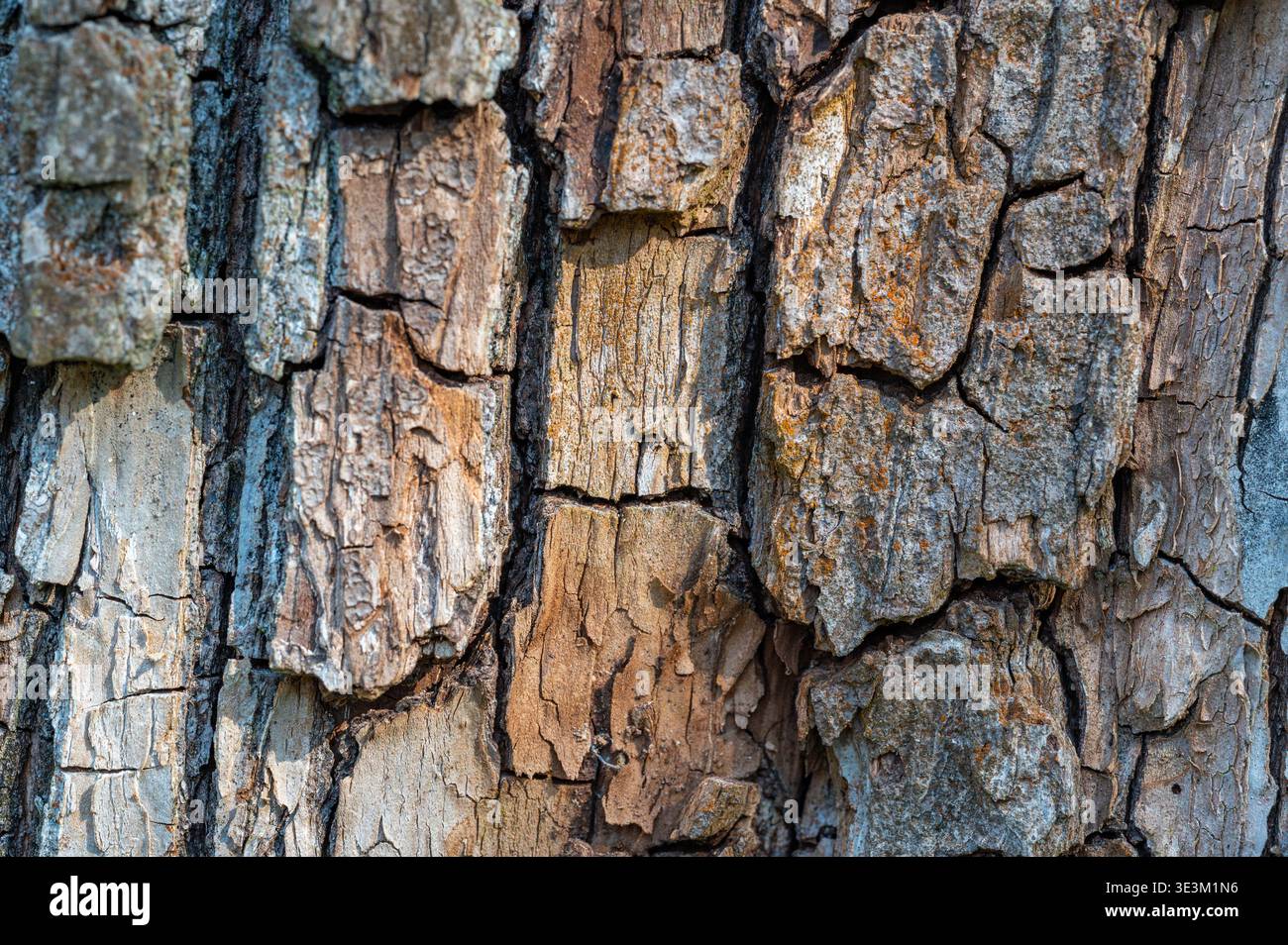 Texture détaillée de l'écorce d'arbre avec motif naturel et tons terreux, fond organique abstrait, symbole de la nature, de la croissance et de la durabilité, rustique sur Banque D'Images