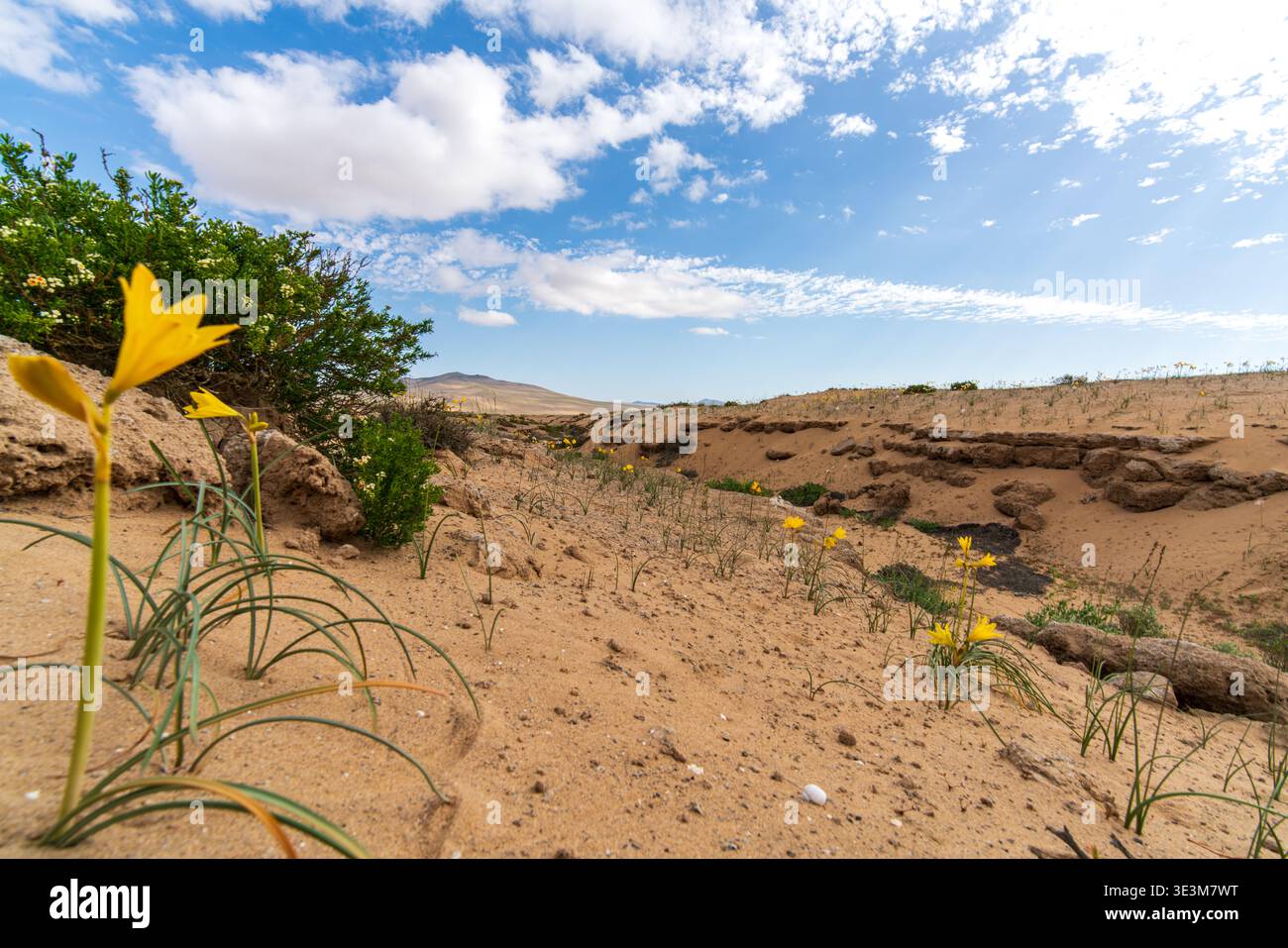 Plan au sol de fleurs sauvages jaunes (Zephyra amoena) en fleurs dans le désert aride d'Atacama, Chili. Macro de plantes émergentes en environnement sablonneux. Banque D'Images
