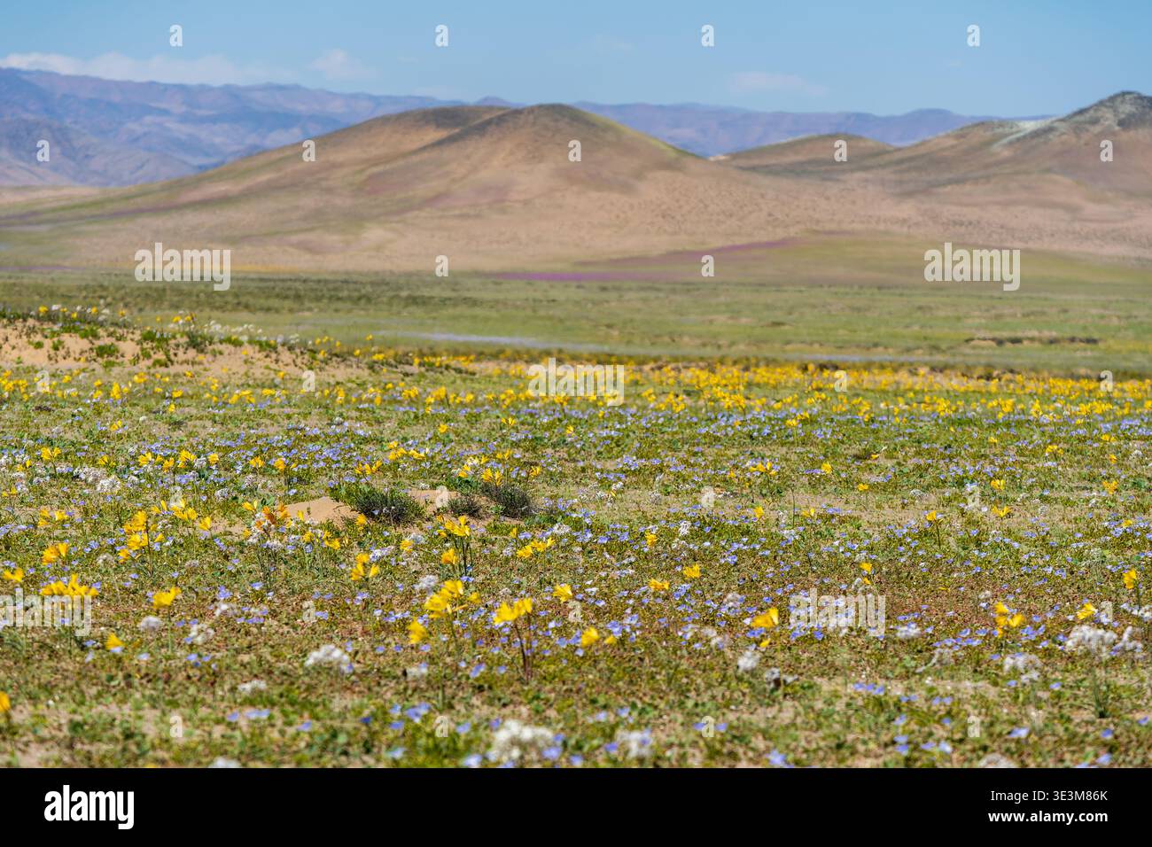 Vue panoramique du désert d'Atacama en fleurs au Chili. Des fleurs sauvages denses couvrent les collines arides près de Copiapo avec des fleurs jaunes, bleues et blanches sous un bl clair Banque D'Images
