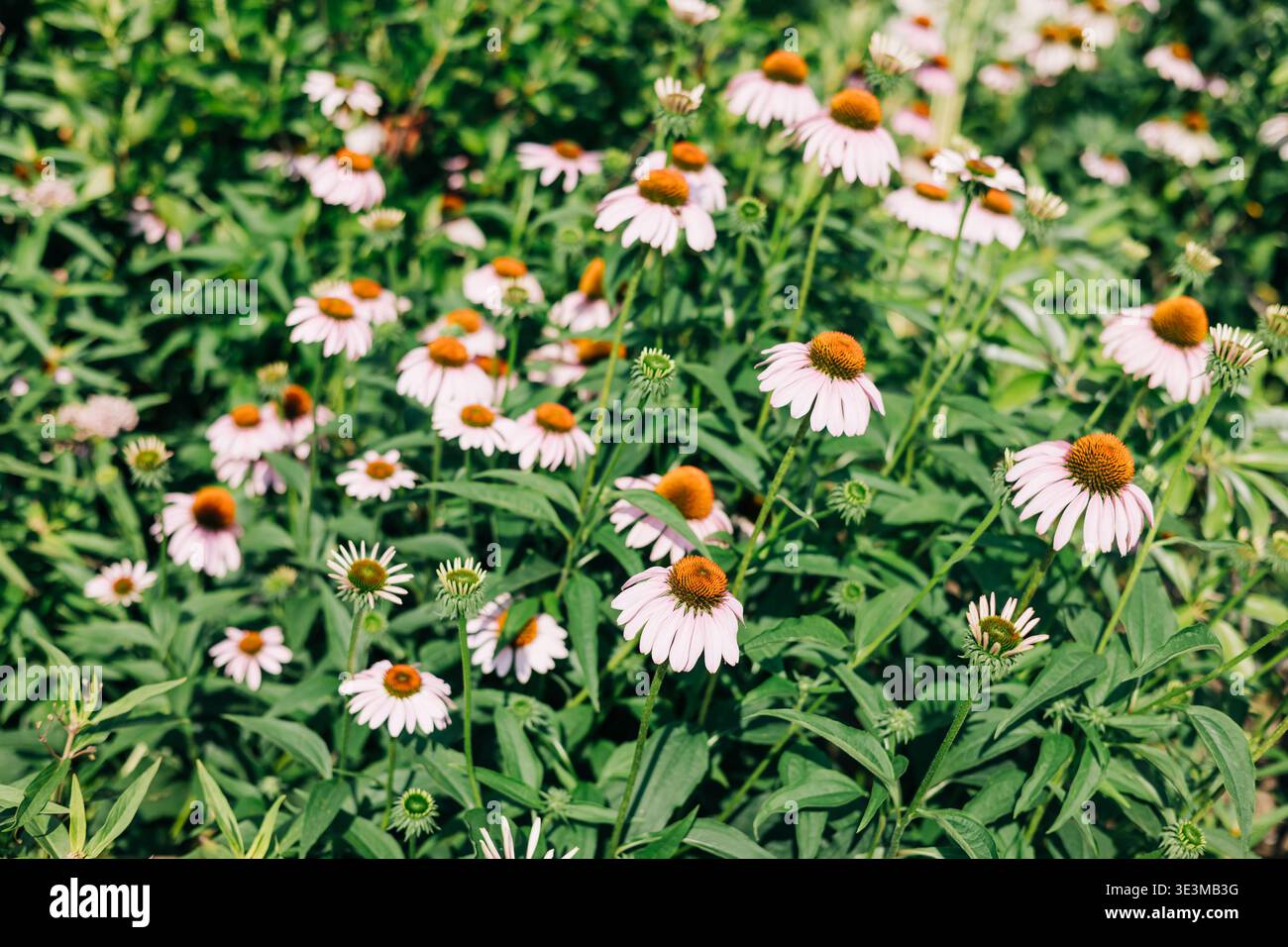 Les fleurs fleurissent dans un jardin par temps ensoleillé dans un affichage vibrant de la couleur et de la vie de la nature Banque D'Images