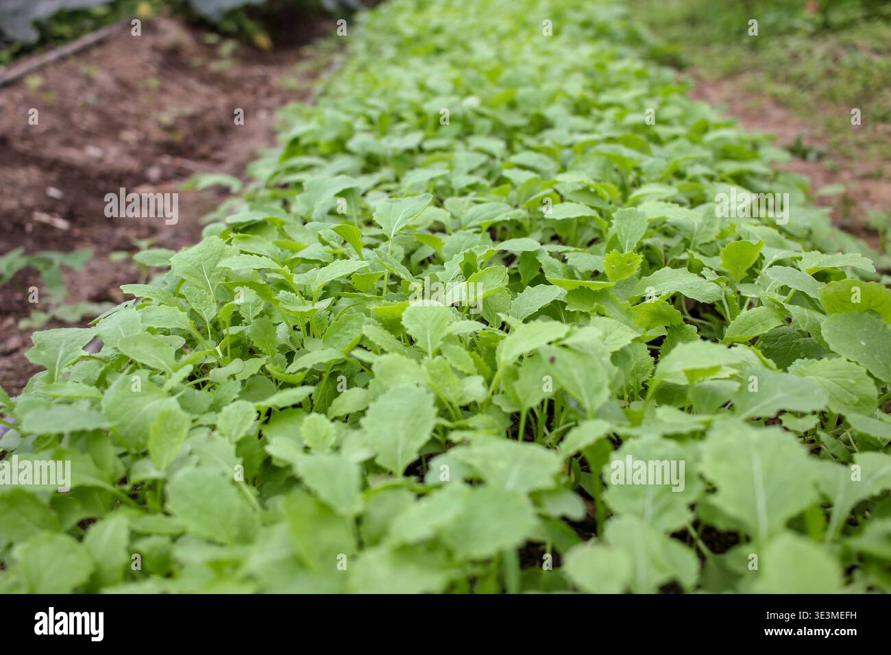 Une rangée de jeunes navets biologiques plantés dans une serre domestique. L'image capture le début d'une récolte maison, en se concentrant sur liv durable Banque D'Images