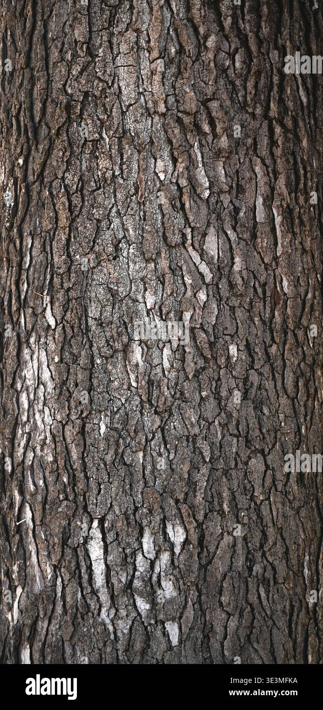 Écorce d'arbre de bois dur rugueuse avec texture brun foncé, zones raclées plus claires, crêtes inégales et motifs de surface naturels montrés en gros plan horizontal. Banque D'Images