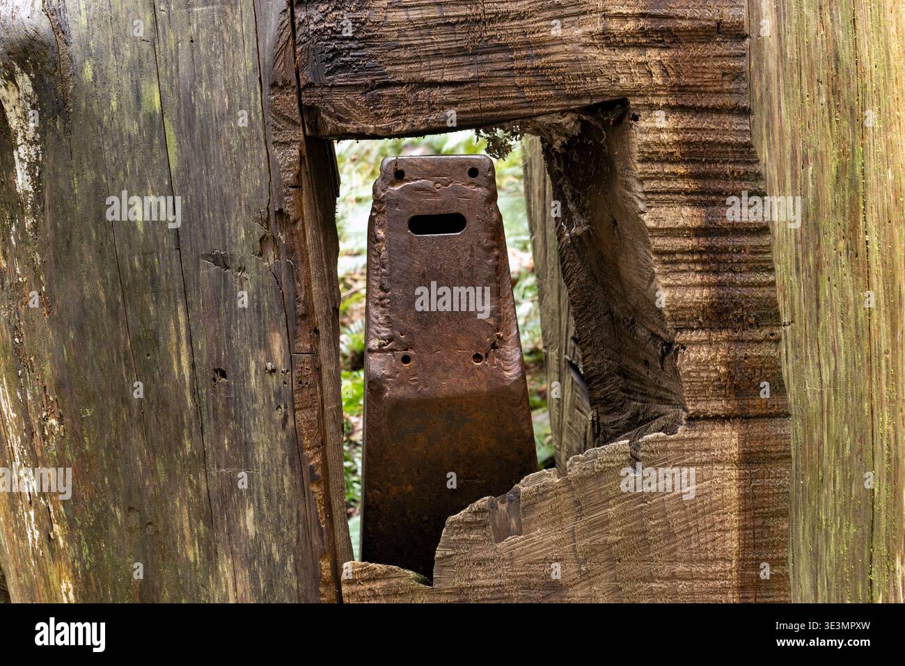 Drôle de « visage » dans un outil forestier vintage - Cathedral Grove situé dans le parc provincial MacMillan, près de Port Alberni ; Île de Vancouver, Colombie-Britannique, CA Banque D'Images