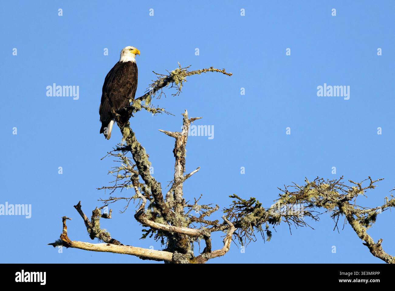 Aigle à tête blanche (Haliaeetus leucocephalus) sur le sentier sauvage du Pacifique - Ucluelet, île de Vancouver, Colombie-Britannique, Canada Banque D'Images