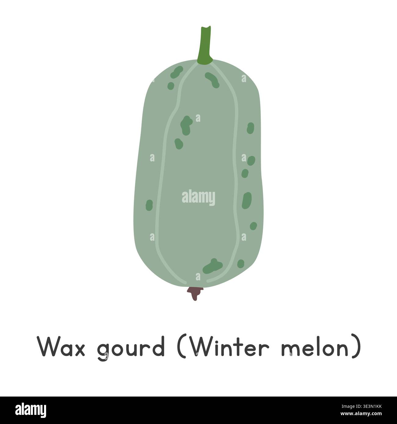Illustration vectorielle plate de gourde de cire. Gourde de cire ou style clipart de dessin animé melon d'hiver isolé sur fond blanc. Concept melon et Gourd Illustration de Vecteur