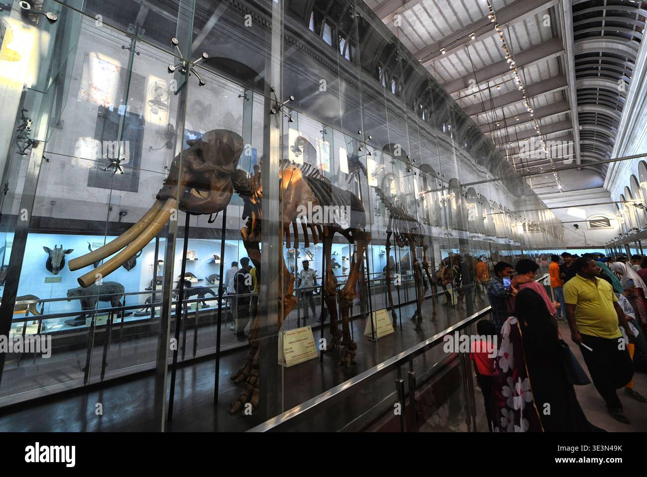 Kolkata, Inde. 22 mars 2026. Les visiteurs regardent le squelette d'un éléphant primitif à la galerie zoologique du Musée indien . (Photo par Avishek Das/SOPA images/SIPA USA) crédit : SIPA USA/Alamy Live News Banque D'Images