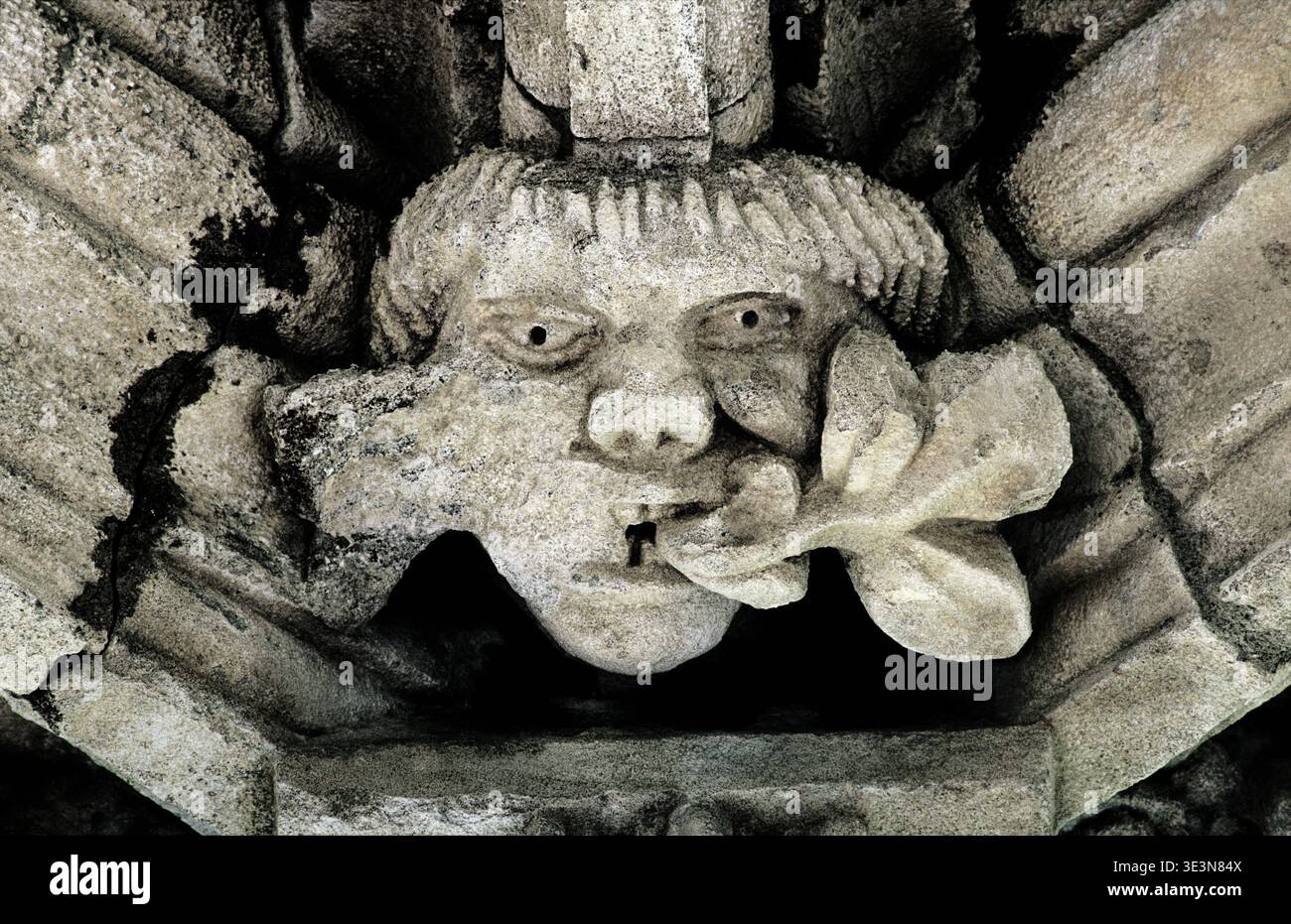 Pierre sculptée homme vert détail du plafond en 15e C. Chapter House à l'abbaye de Glenluce, Dumfries et Galloway, Écosse Royaume-Uni Région Banque D'Images