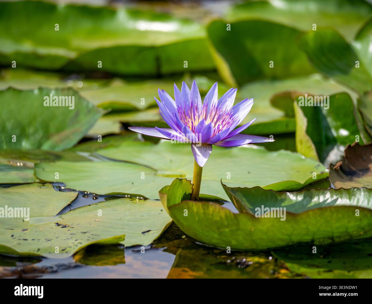 Un beau nénuphar étoilé (Nymphaea nouchali) comme papier peint, photographié dans le marais de Mabamba sur le lac Victoria près d'Entebbe. Banque D'Images
