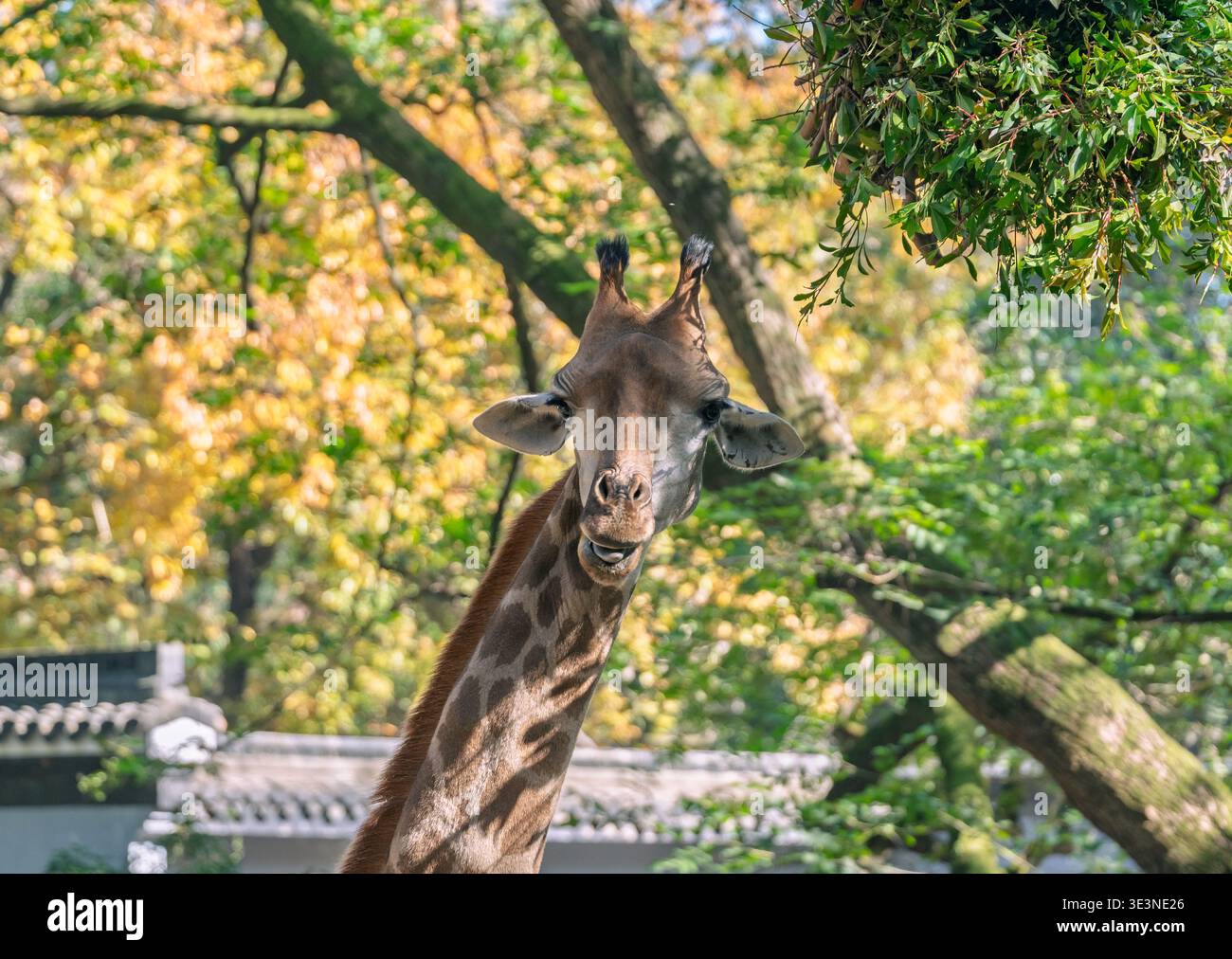 La girafe regarde directement l'observateur, la bouche légèrement ouverte. Banque D'Images