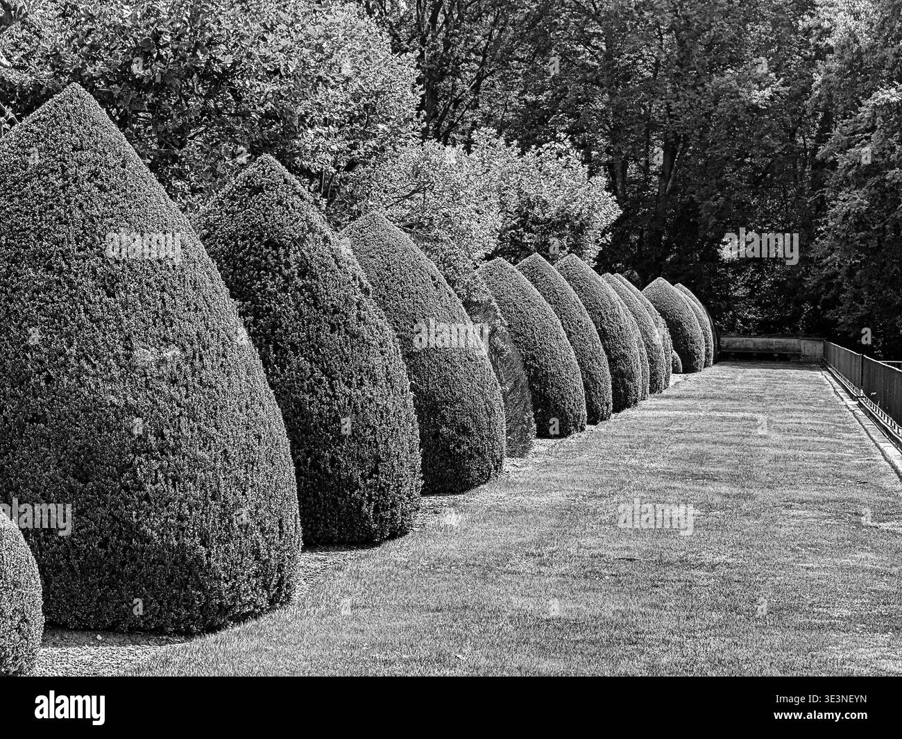 Une étendue de haie dans un jardin d'hôtel sur long Island, New York avec une rangée d'arbustes près de la pelouse. En noir et blanc. Banque D'Images