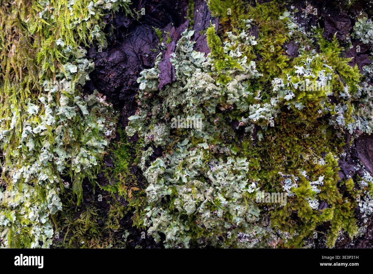 Vue rapprochée de mousse verte et lichen pâle poussant sur l'écorce d'arbre Banque D'Images