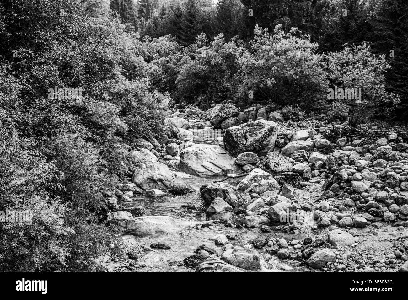 Le ruisseau alpin coule tumultueusement parmi les rochers et les ronces sur le plateau de Pieve Tesino dans le complexe Lagorai dans la province autonome de trente Banque D'Images