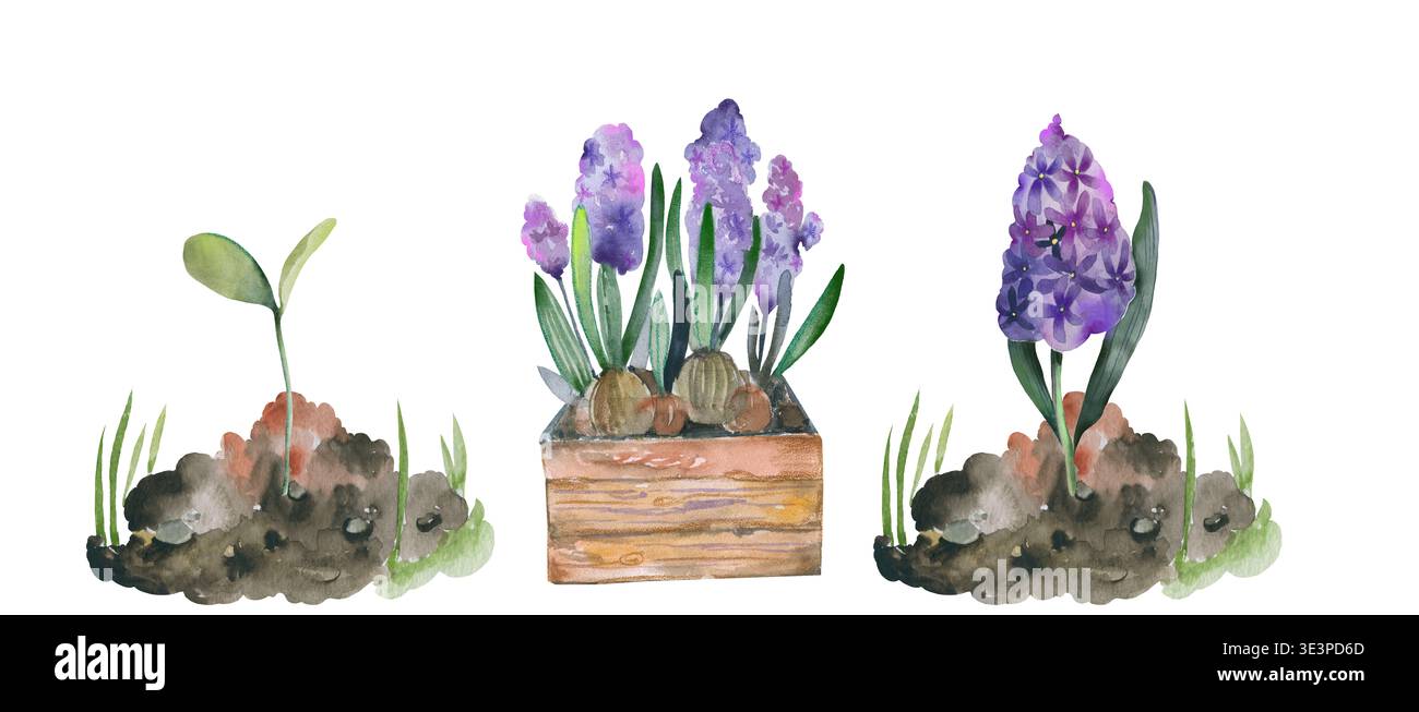 Pousses de jacinthe et fleurs en fleurs dans un ensemble de jardinière en bois Banque D'Images