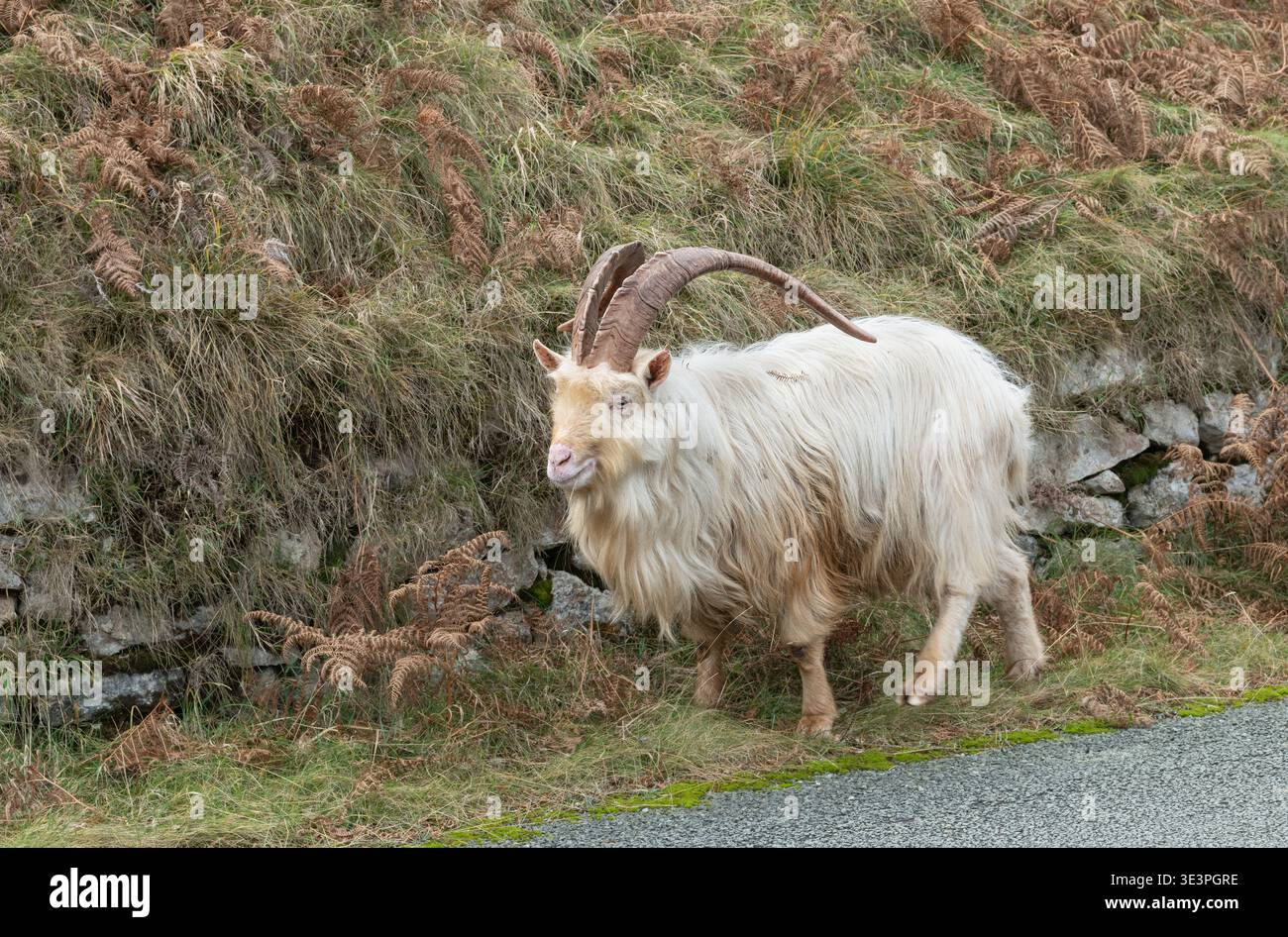 Chèvre sauvage du Cachemire à côté de la route sur la Great Orme, Llandudno, Nord du pays de Galles, Royaume-Uni Banque D'Images