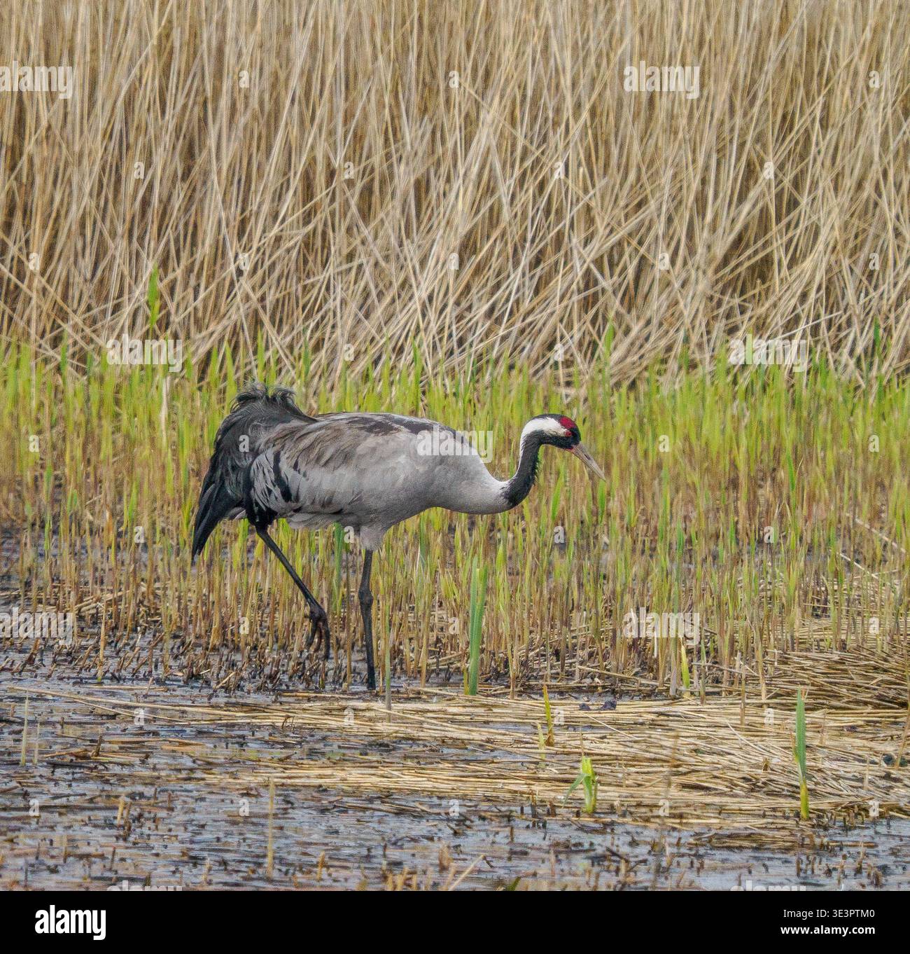 Grus grus grus eurasien ou grue commune se nourrissant dans des roseaux à Ham Wall sur le Somerset Levels UK Banque D'Images