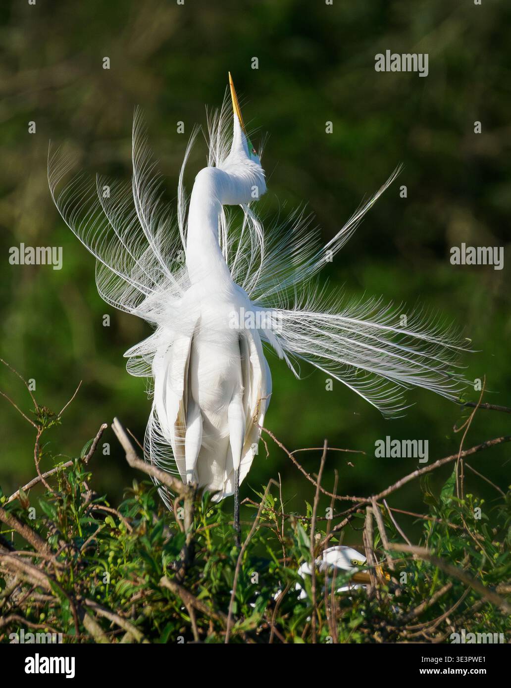 Grande aigrette Ardea alba s'affichant au nid avec son bec pointant vers le haut dans le parc national Ibera Wetlands du nord de l'Argentine Banque D'Images