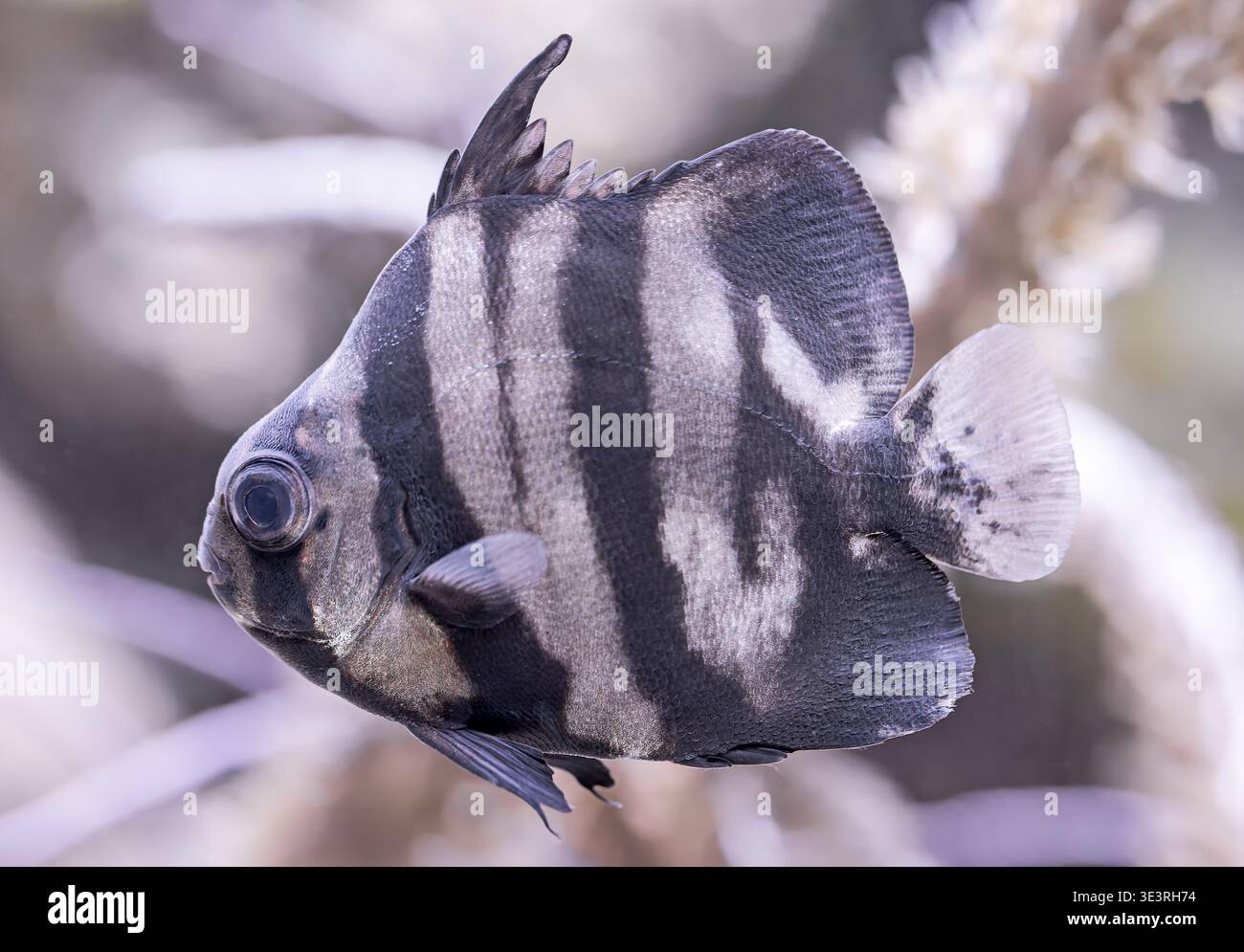 Vue rapprochée d’un épinard juvénile de l’Atlantique (Chaetodipterus faber) Banque D'Images