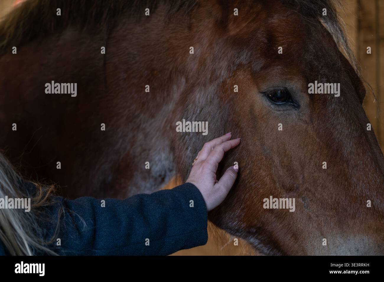 Gros plan de la main humaine touchant doucement le cheval. Concept de connexion, de confiance et de lien émotionnel entre l'humain et l'animal. Convient pour les soins des animaux, ther Banque D'Images